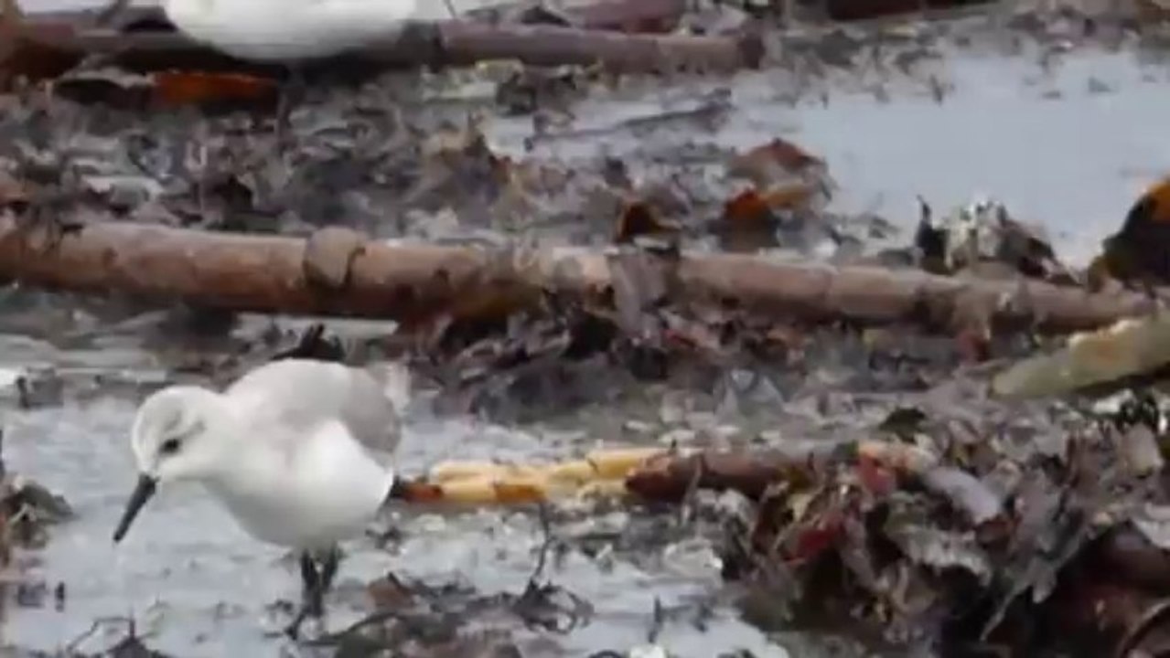 sanderlings