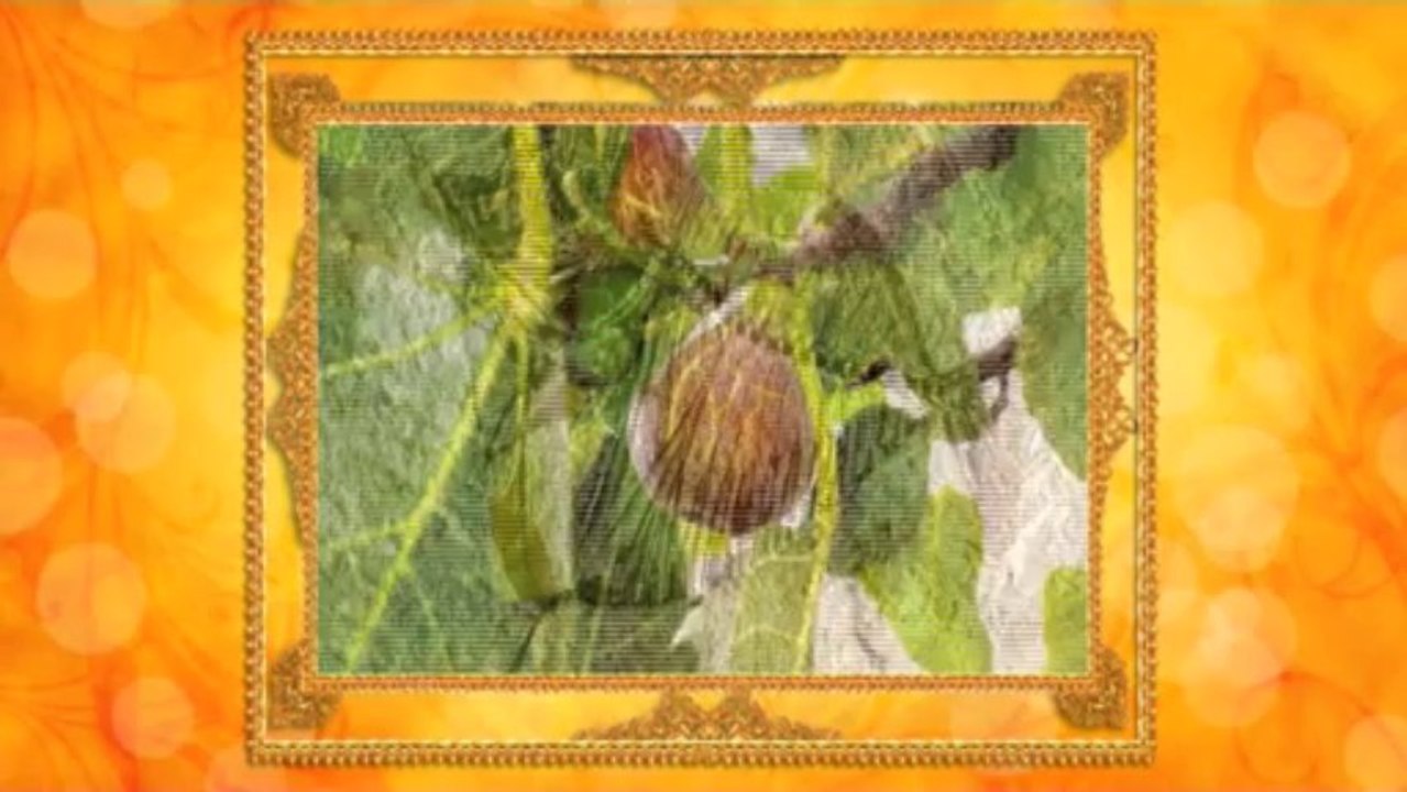 Yaşayan Fosiller Evrimi Yalanlıyor