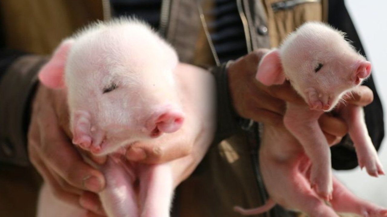 Stare at this Two-Headed Piglet and Feel Everything at Once