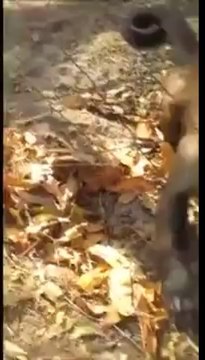 Monkey teaches Human how to Crush Leaves