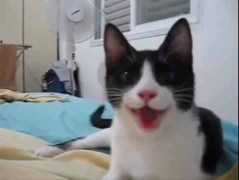 Cute cat thinks its a dog!