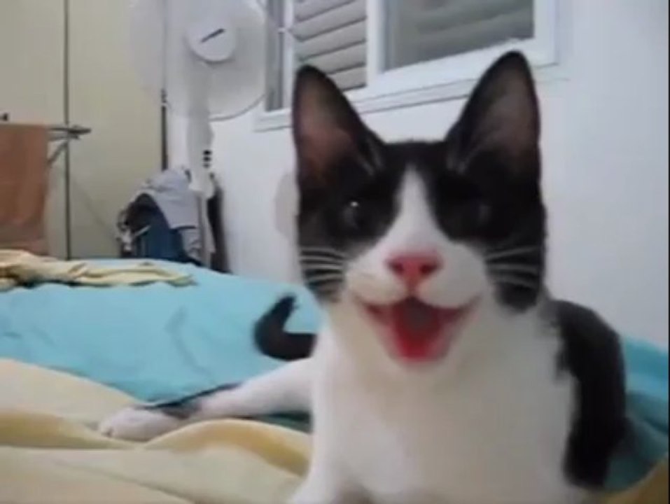 Cute cat thinks its a dog!