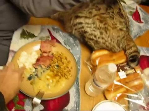 Bobcat très affectif