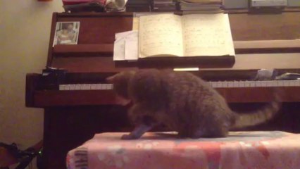 Mon chat joue au tennis