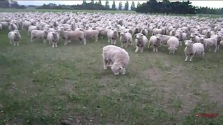 Sheep Protest! - FREAKING WEIRD & HILARIOUS!