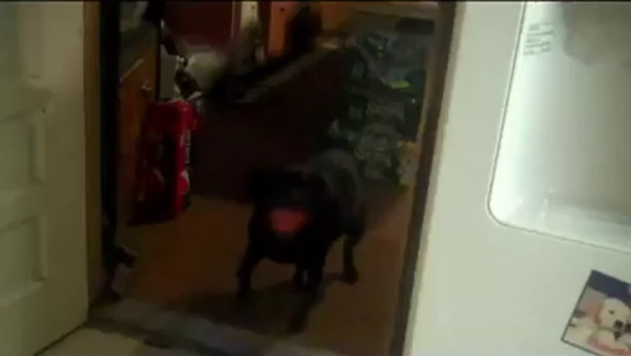 Dog shaking her butt - Shake That Ass
