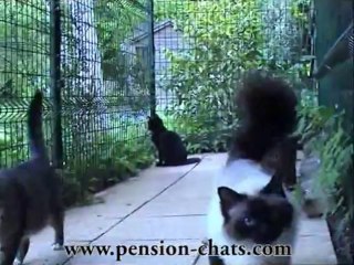 Pension pour Chats - Yvelines - Paris - La Sauvagere