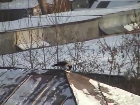Un corbeau fait de la luge sur un bout de plastique.