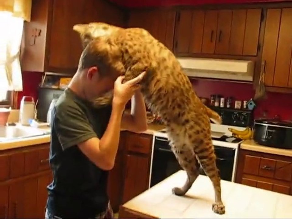 Un gros Lynx fait des calins à son maitre! Adorable...