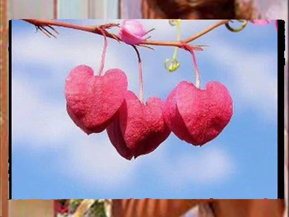 MUAZZEZ ERSOY BEN SENİN DERDİNİ ÇEKEMEM GÖNÜL