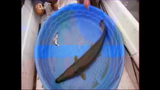 Fish Fighter S01 EP09