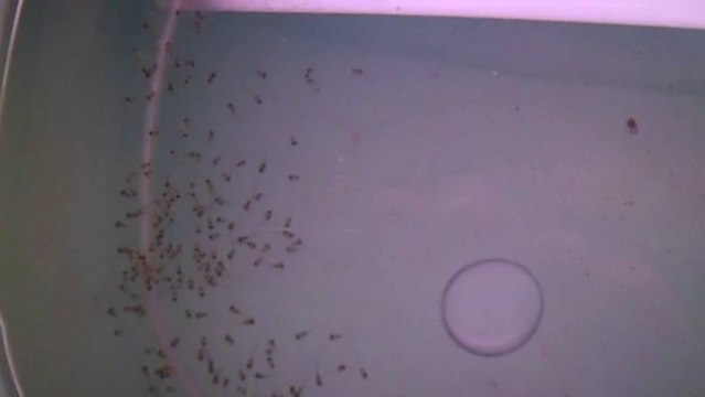 melek balığı yavruları 1