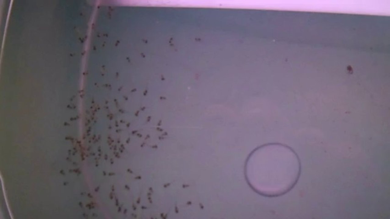 melek balığı yavruları 1