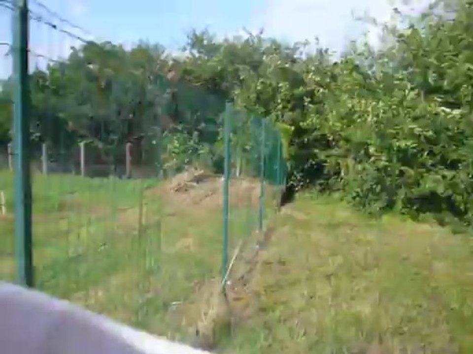 speciale montauriolaise