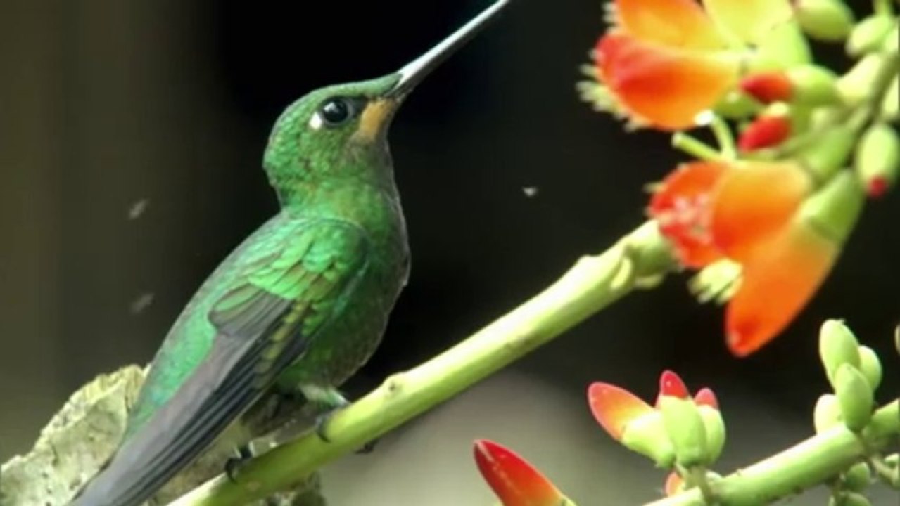 COLIBRÍ - MAGIA EN EL AIRE - DOCUMENTAL