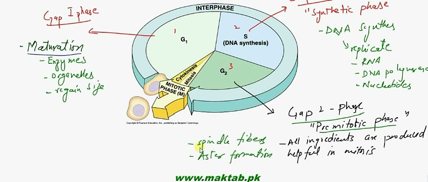FSc Biology Book2, CH 21, LEC 1, Introduction, Interphase and Mitosis