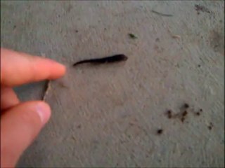 Les sangsues des New South Wales