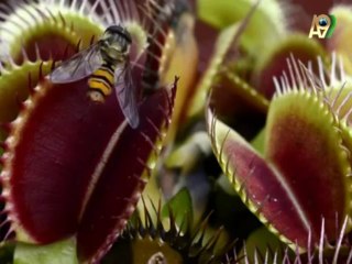 Необычный охотник: Дионея