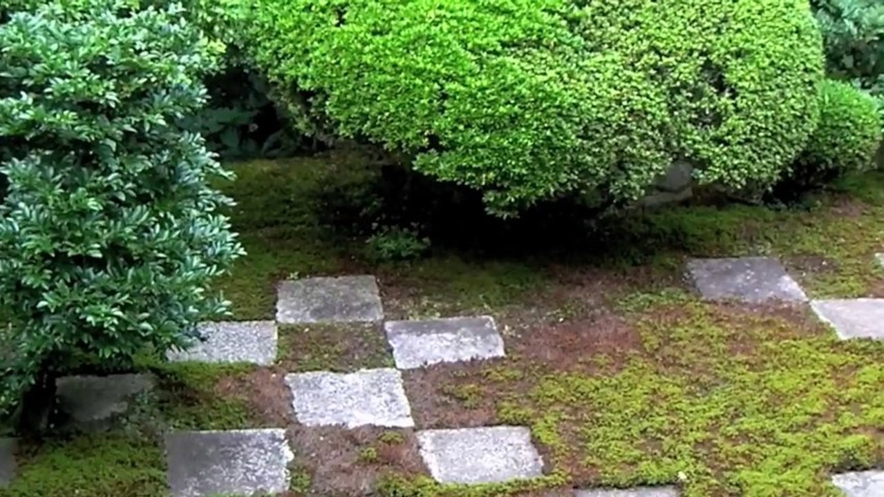 Cây Cảnh - Cây Kiểng - Bonsai - www.hoalancaycanh.com