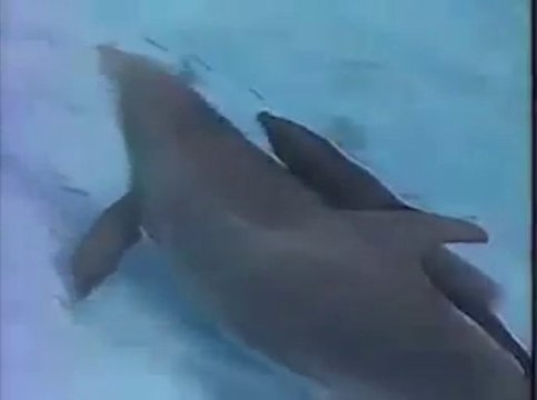 MYSTERES - Emission N°15 - Le mystere des dauphins