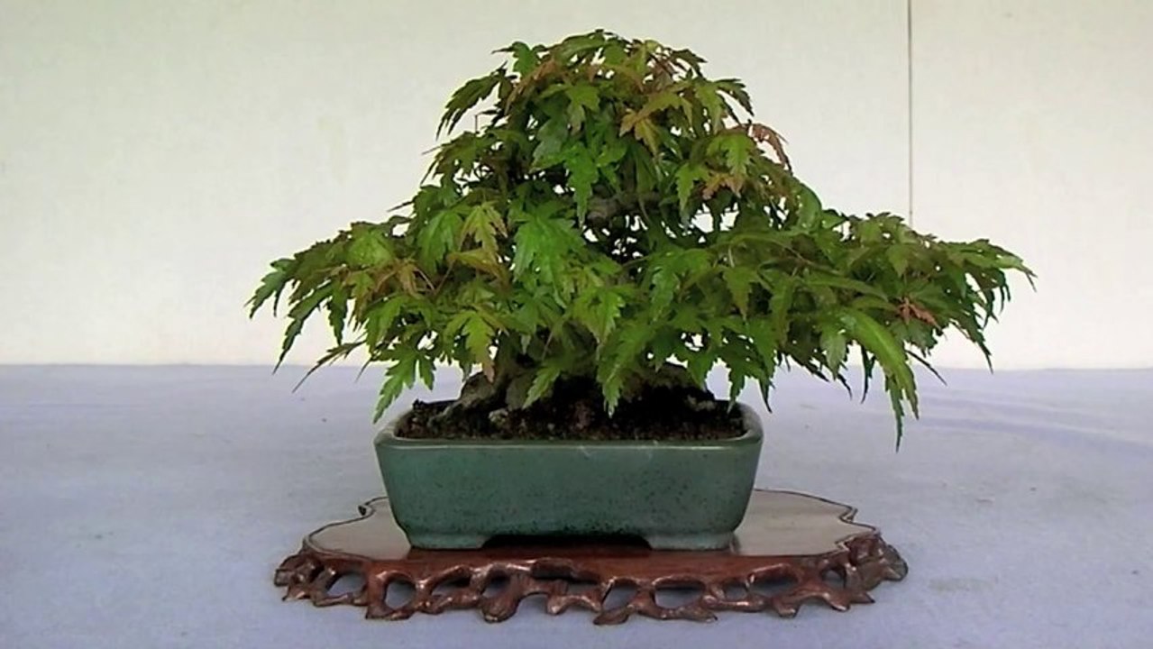 Cây Cảnh - Cây Kiểng - Bonsai - 06 - www.hoalancaycanh.com