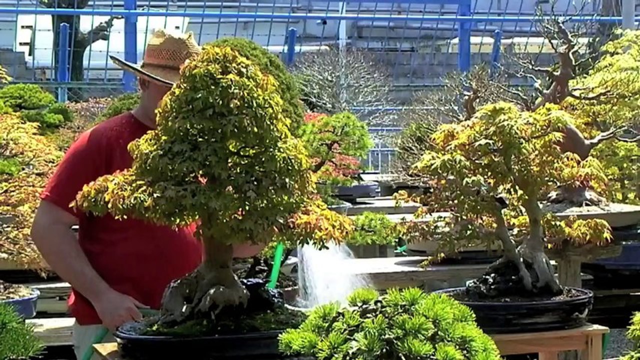 Cây Cảnh - Cây Kiểng - Bonsai - 01 - www.hoalancaycanh.com