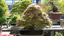 Cây Cảnh - Cây Kiểng - Bonsai - 02 - www.hoalancaycanh.com