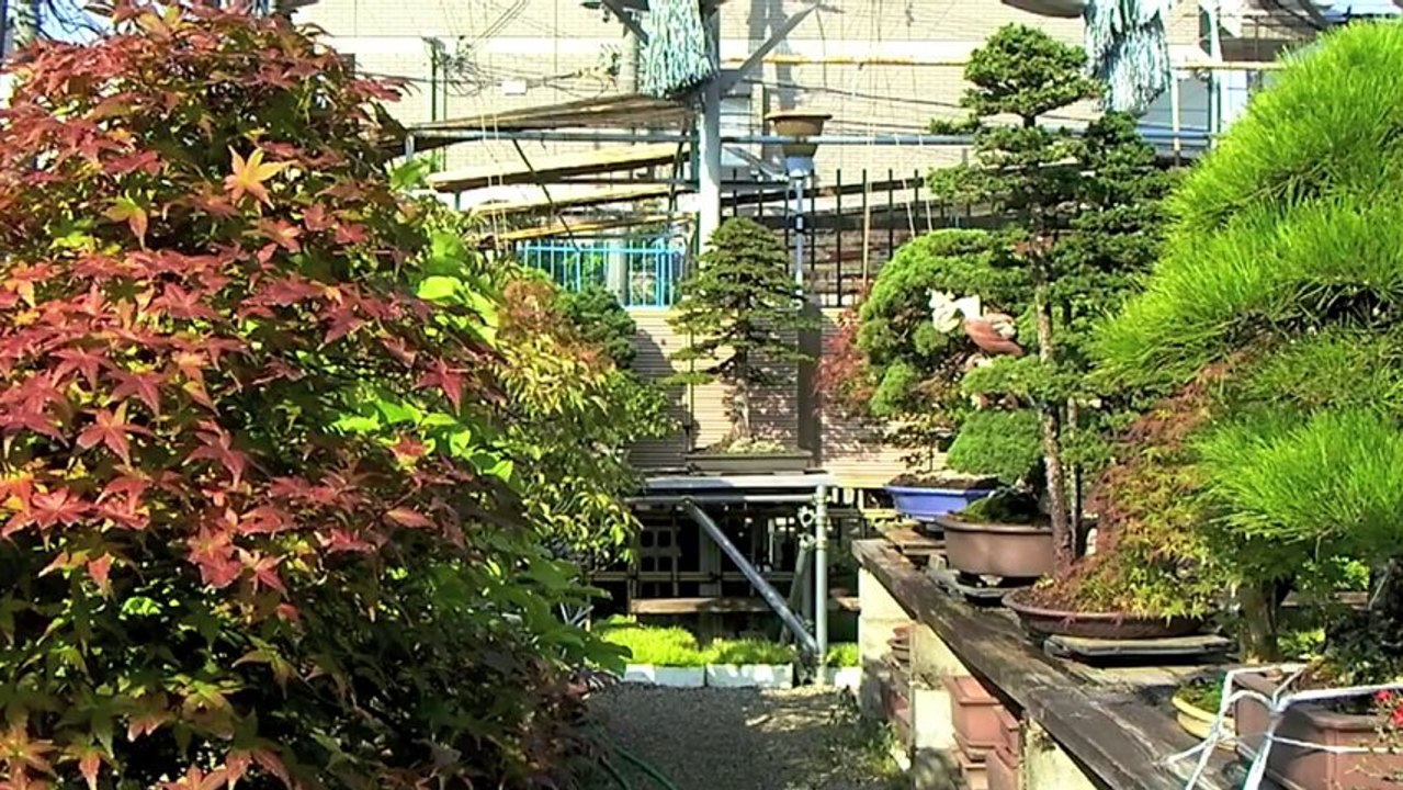 Cây Cảnh - Cây Kiểng - Bonsai - 15.1 - www.hoalancaycanh.com