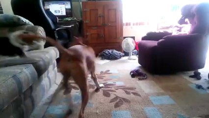 Dogs playing