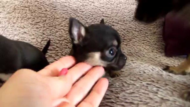 Deux filles de Gitane, Noir et tan , porteuse de choco. LOF