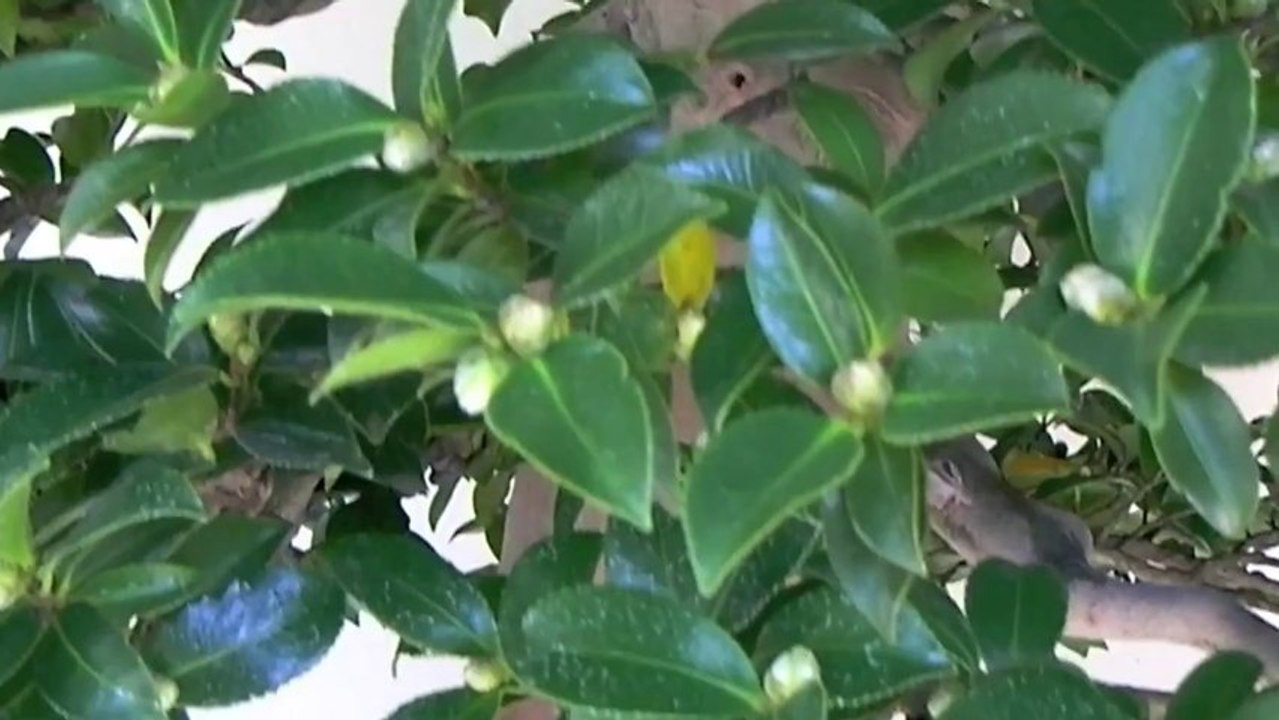 Cây Cảnh - Cây Kiểng - Bonsai - 15.2 - www.hoalancaycanh.com