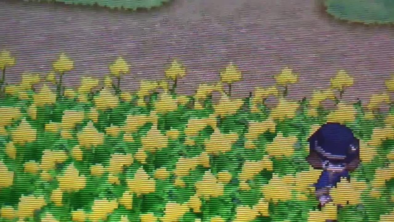 Pokemon Y: Shiny Psyduck!