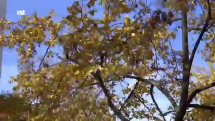 IMAGES de 2013.VSP L