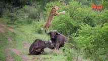 Flying Lion : Buffalo Launches the cat Into The Air