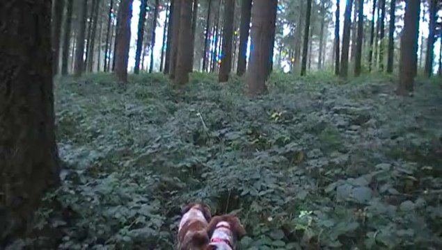 Moutiers 14-12-13 Arrêt Bouusole ronciers.