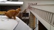 Un chat tente de sauter d'un toit d'une voiture enneigé