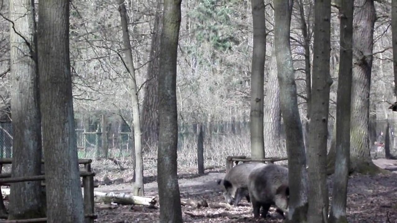 Javali/Wildschwein/Boar