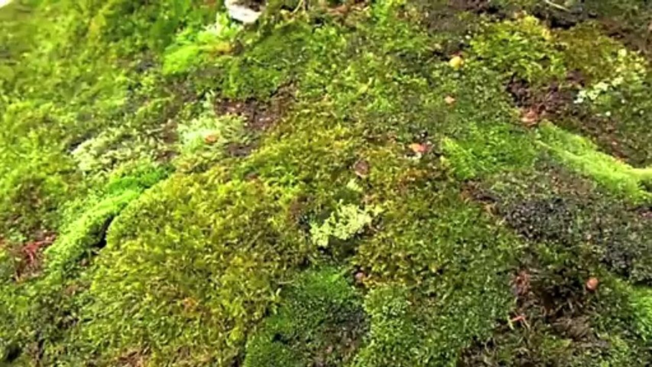 Cây Cảnh - Cây Kiểng - Bonsai - 21 - www.hoalancaycanh.com