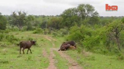Bufola,nın öfkesi..Her lokma yenmez Aslanım...!