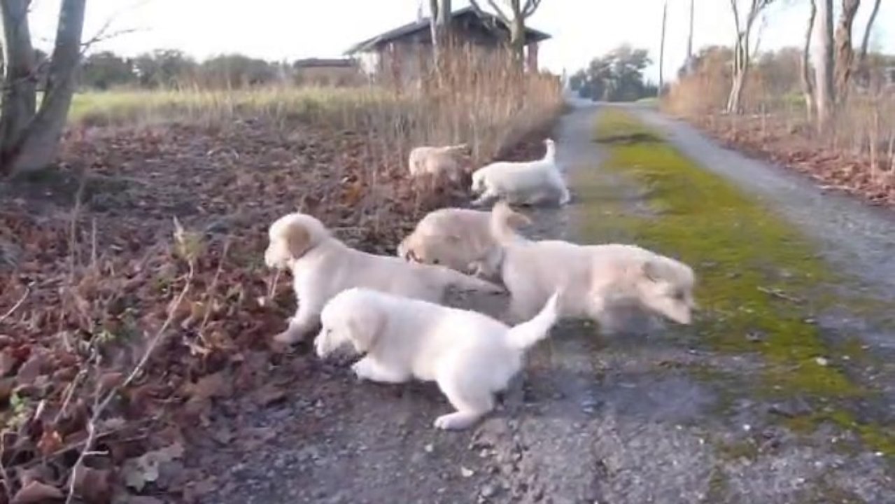 AIKENKA Chiots-Céleste-Clown 7 semaines