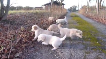 AIKENKA Chiots-Céleste-Clown 7 semaines