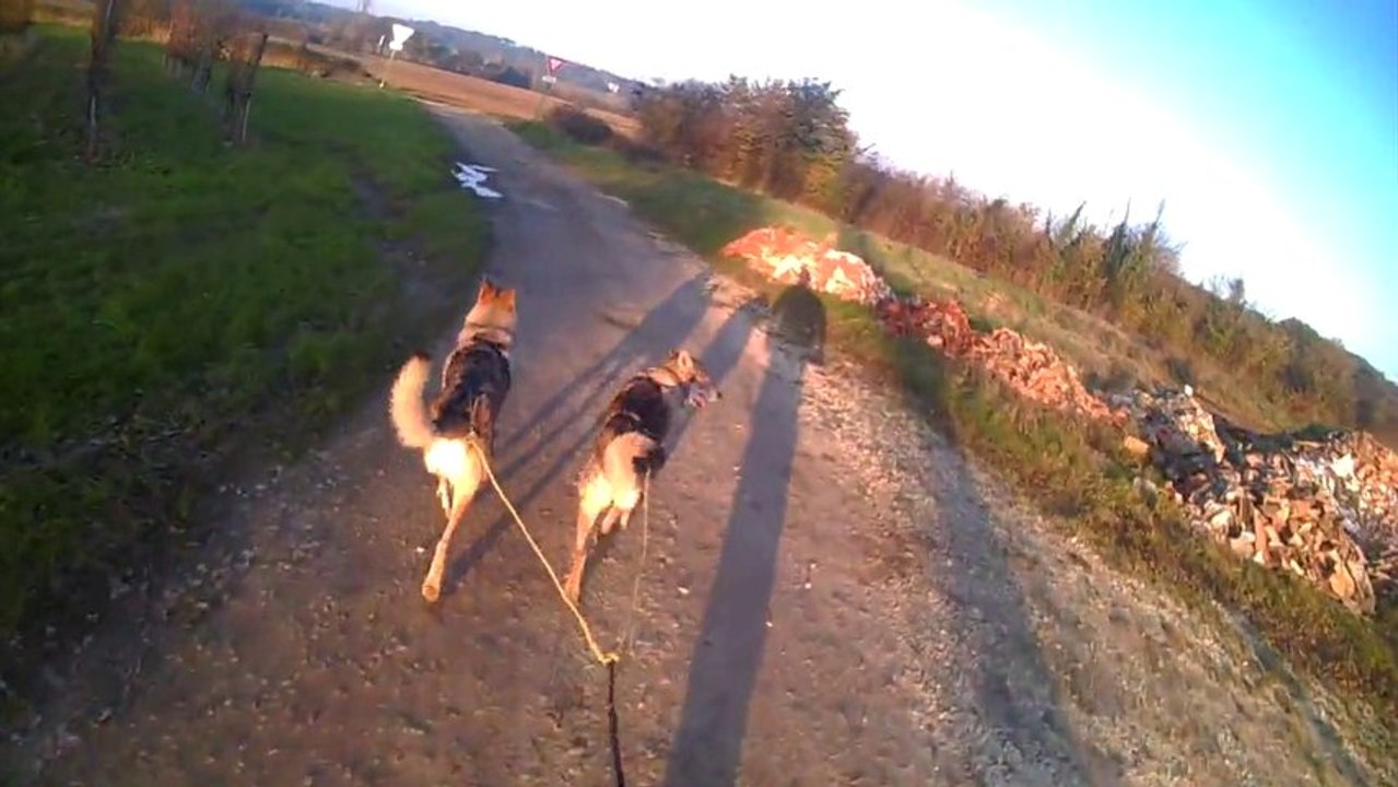 chien loup tchecoslovaque en trottinette