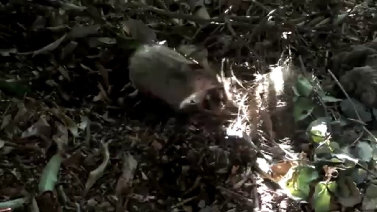 tangues juveniles cherchant de la nourriture 1