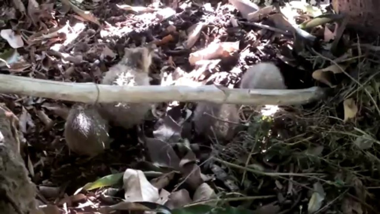 tangues juveniles cherchant de la nourriture 2