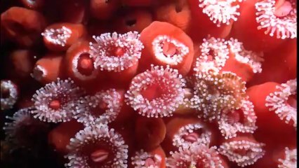 High Definition Hdtv 720P - Samsung Demo - The Beauty Of Nature