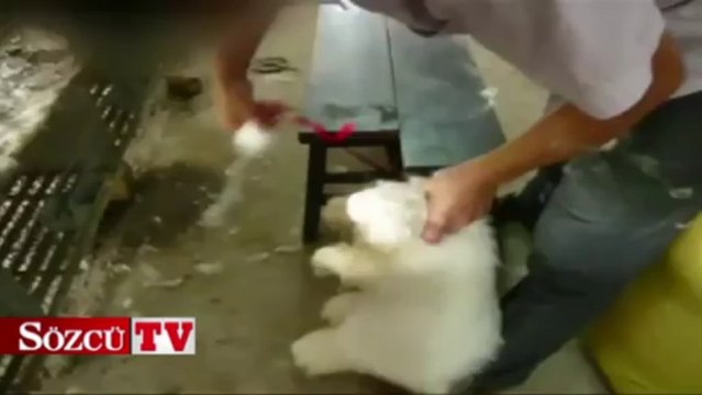 Dünyayı ayağa kaldıran görüntüler