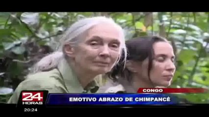 Congo: científica Jane Goodall protagoniza tierna despedida con un chimpancé