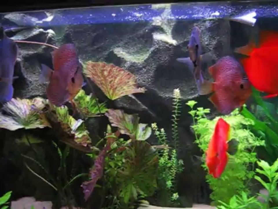 bac communautaire fin 2013