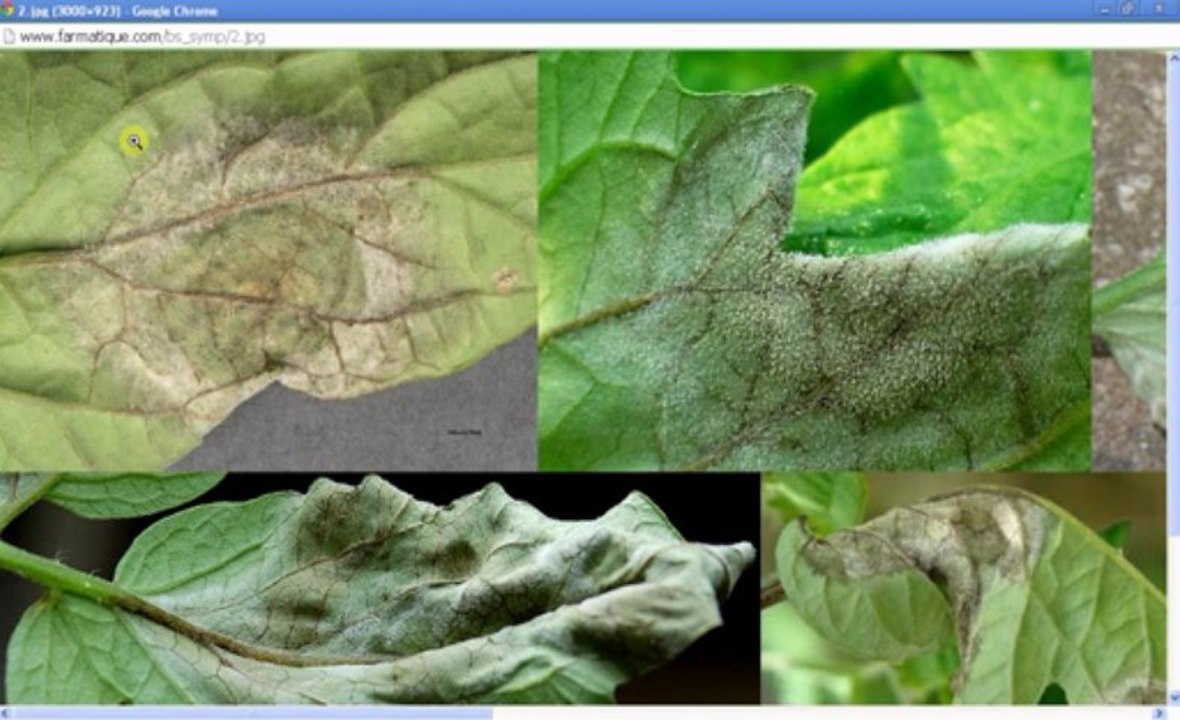Maladies de tomate