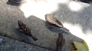 Ptički v mestnem vrvežu